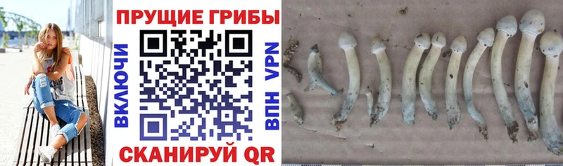 Псилоцибиновые грибы ЛСД  наркошоп  Хилок 
